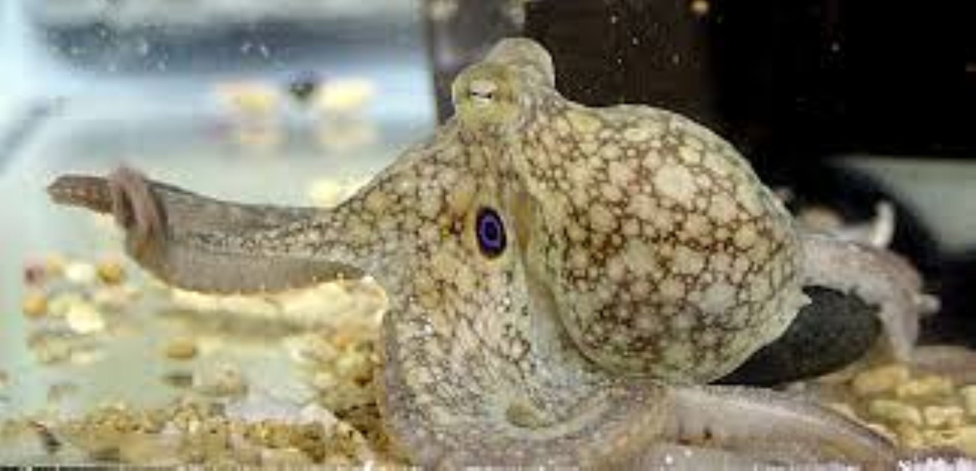 MBL OCTOPUS CLEANED OCT202